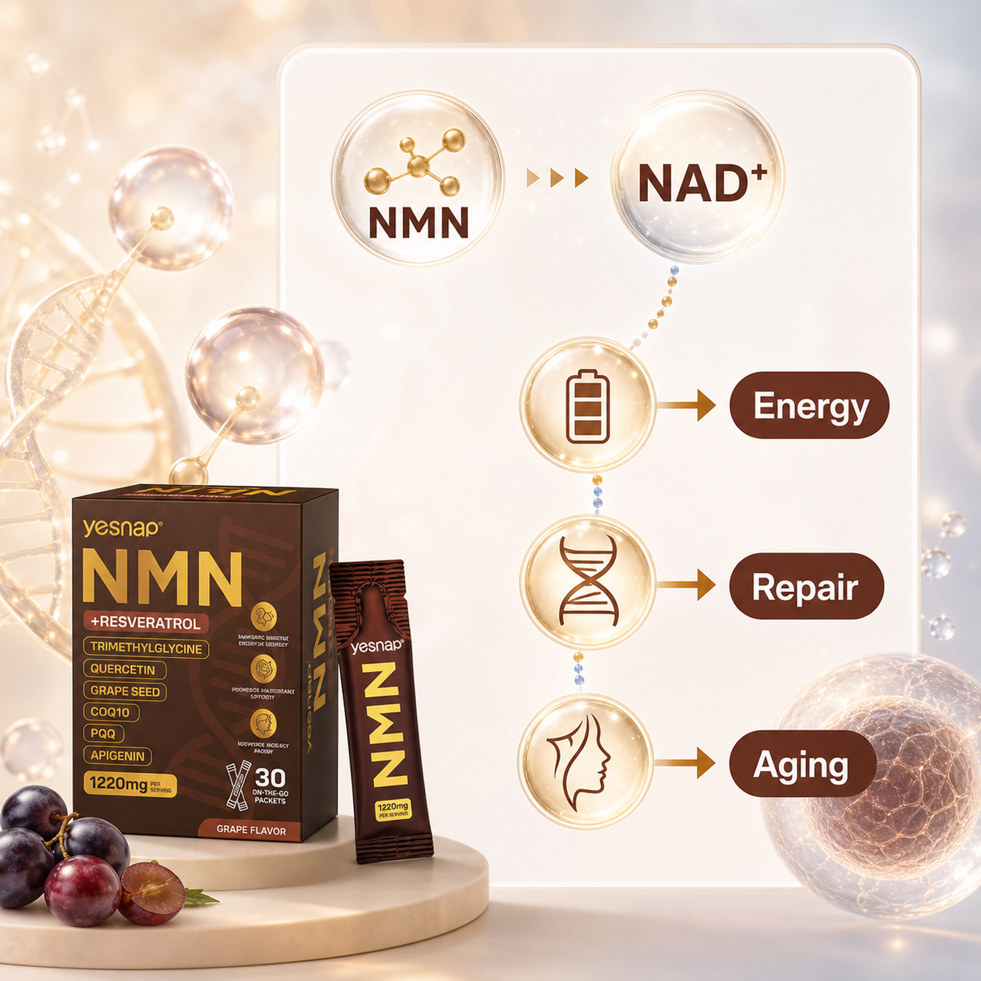 NMN Daily mechanism visual thumbnail